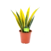 Sansevieria Gold Flame - Vrouwentong - P17 H50 - Kamerplant -Plant Benodigdheden Winkel sansevieria gold flame vrouwentong p17 h50 1