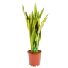 Sansevieria Laurentii - Vrouwentong - P21 H80 - Kamerplant -Plant Benodigdheden Winkel sansevieria laurentii vrouwentong p21 h80 kamerplant 1