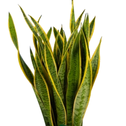 Sansevieria Laurentii - Vrouwentong - P30 H110 - Kamerplant -Plant Benodigdheden Winkel sansevieria laurentii vrouwentong p30 h110 kamerplant 3