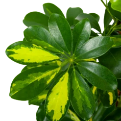 Schefflera Arboricola Gold Capella Mosstok - Vingerboom - P19 H75 - Kamerplant -Plant Benodigdheden Winkel schefflera arboricola gold capella vingerboom p19 h75 5