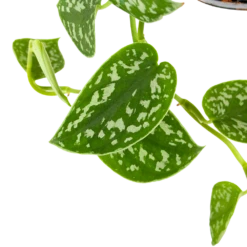 Scindapsus Pictus Trebie - Epipremnum - In Hangpot - P15 H20 - Kamerplant -Plant Benodigdheden Winkel scindapsus pictus trebie epipremnum in hangpot p15 6 1