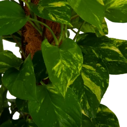 Scindapsus Pinnatum Aureum Op Mosstok - Epipremnum - P27 H150 - Kamerplant -Plant Benodigdheden Winkel scindapsus pinnatum aureum op mosstok epipremnum p27 h150 4