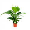 Spathiphyllum Wallisii - Lepelplant - P19 H80 Wit - Kamerplant -Plant Benodigdheden Winkel spathiphyllum wallisii lepelplant p19 h80 wit 1 1