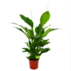 Spathiphyllum Wallisii - Lepelplant - P24 H120 Wit - Kamerplant -Plant Benodigdheden Winkel spathiphyllum wallisii lepelplant p24 h120 wit 4