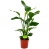 Strelitzia Nicolai - Paradijsvogelpant - P19 H80 - Kamerplant -Plant Benodigdheden Winkel strelitzia nicolai paradijsvogelpant p19 h80 4