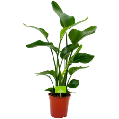 Strelitzia Nicolai - Paradijsvogelpant - P19 H80 - Kamerplant