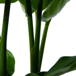 Strelitzia Nicolai - Paradijsvogelpant - P30 H130 - Kamerplant -Plant Benodigdheden Winkel strelitzia nicolai paradijsvogelpant p30 h130 5