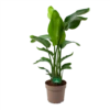 Strelitzia Nicolai - Paradijsvogelpant - P30 H130 - Kamerplant -Plant Benodigdheden Winkel strelitzia nicolai paradijsvogelpant p30 h130 kamerplant