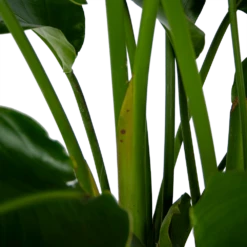 Strelitzia Nicolai - Paradijsvogelpant - P32,5 H165 - Kamerplant -Plant Benodigdheden Winkel strelitzia nicolai paradijsvogelpant p32 5 h165 6