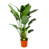 Strelitzia Nicolai - Paradijsvogelpant - P32 H170 - Kamerplant 2 Strelitzia Nicolai - Paradijsvogelpant - P32 H170 - Kamerplant -Plant Benodigdheden Winkel strelitzia nicolai paradijsvogelpant p32 h170 1