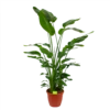 Strelitzia Nicolai - Paradijsvogelpant - P36 H170 - Kamerplant -Plant Benodigdheden Winkel strelitzia nicolai paradijsvogelpant p36 h170 kamerplant 1 1