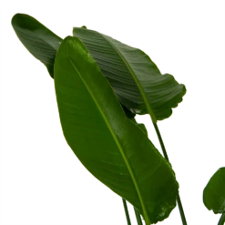 Strelitzia Nicolai - Paradijsvogelpant - P36 H170 - Kamerplant -Plant Benodigdheden Winkel strelitzia nicolai paradijsvogelpant p36 h170 kamerplant 6