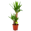 Yucca - Palmlelie - P17 H70 - Kamerplant -Plant Benodigdheden Winkel yucca palmlelie p17 h70 4
