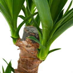 Yucca - Palmlelie - P17 H70 - Kamerplant -Plant Benodigdheden Winkel yucca palmlelie p17 h70 6