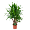 Yucca - Vertakt - Palmlelie - P24 H100 - Kamerplant 2 Yucca - Vertakt - Palmlelie - P24 H100 - Kamerplant -Plant Benodigdheden Winkel yucca vertakt palmlelie p24 h100 1 1