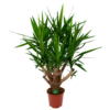 Yucca - Vertakt - Palmlelie - P27 H110 - Kamerplant -Plant Benodigdheden Winkel yucca vertakt palmlelie p27 h110 1 1