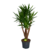 Yucca - Vertakt - Palmlelie - P35 H150 - Kamerplant -Plant Benodigdheden Winkel yucca vertakt palmlelie p35 h150 1