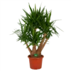 Yucca - Vertakt - Palmlelie - P45 H170 - Kamerplant -Plant Benodigdheden Winkel yucca vertakt palmlelie p45 h170 kamerplant 1